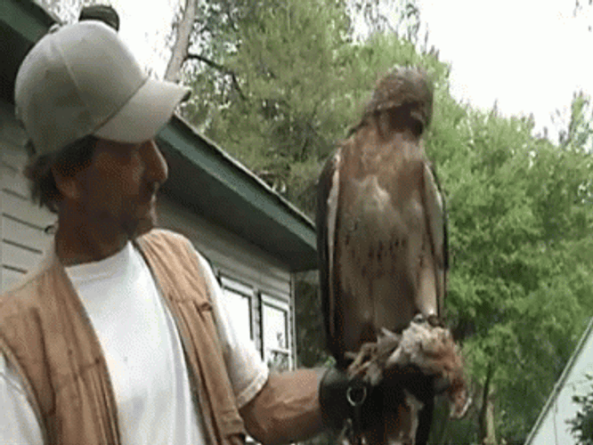 Entertaining Huge Brown Hawk GIF