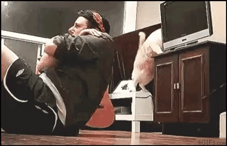 Epic Moment Of Cat Fail GIF