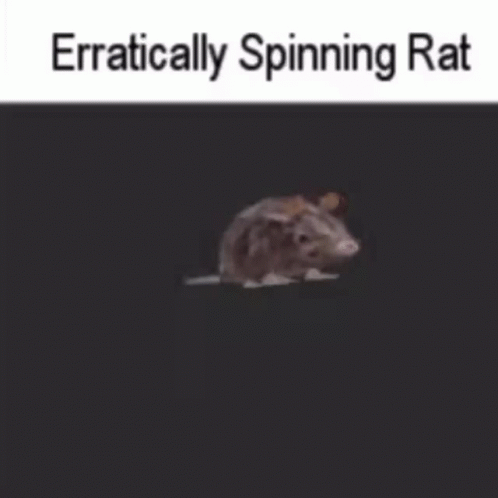 Eratically Spinning Rat Animation GIF