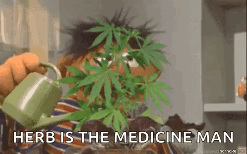 Ernie From Sesame Street Is Watering A Marijuana Plant With A Green Cup . GIF