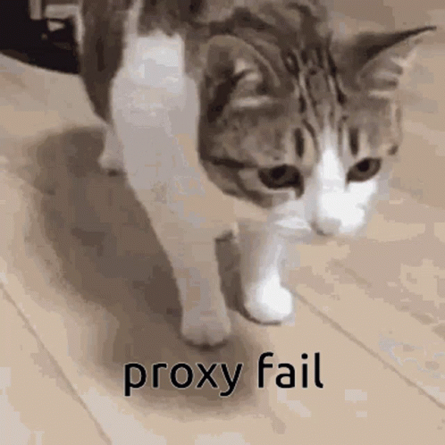 Error Cute Cat Proxy Fail GIF