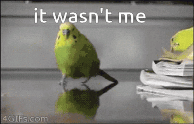 Escaping Bird On Exploding Area It Wasnt Me GIF
