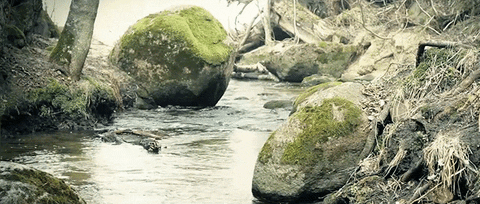 Estonia Peaceful Spring GIF