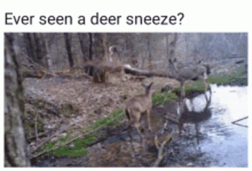 Ever Seen A Deer Sneeze GIF
