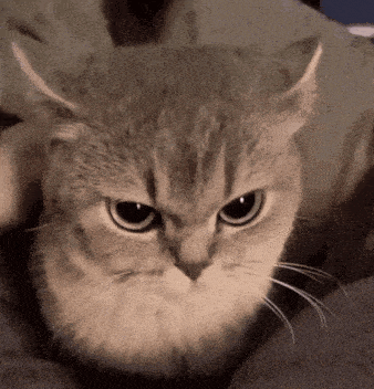 Evil Cat Floppy Gif GIF