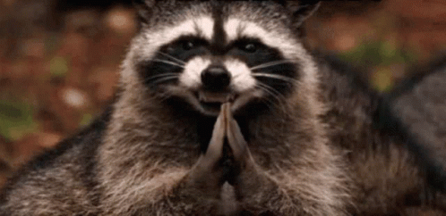 Evil Raccoon Scheming GIF