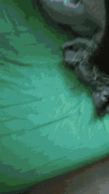 Excited Black Ferret GIF