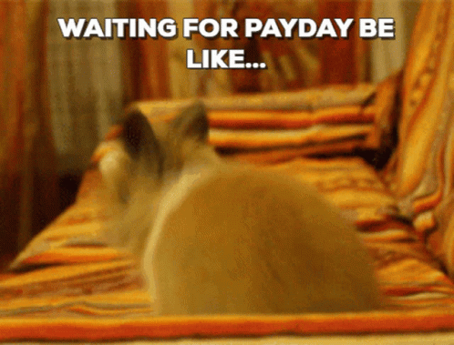 Excited Bunny Waiting For Payday Be Like GIF