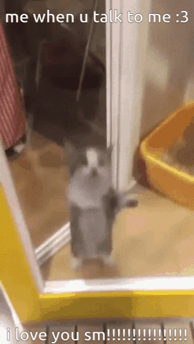 Excited Cat Dancing Meme GIF