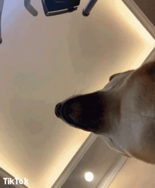 Excited Dog GIF