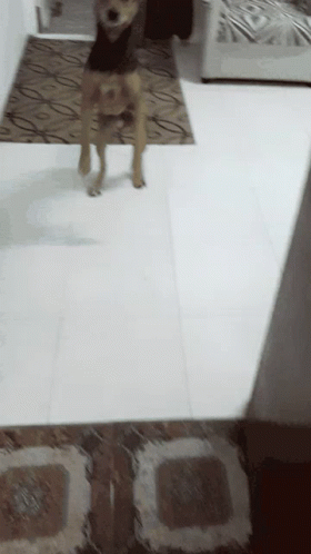 Excited Dog Puppy Front Leg Jump GIF