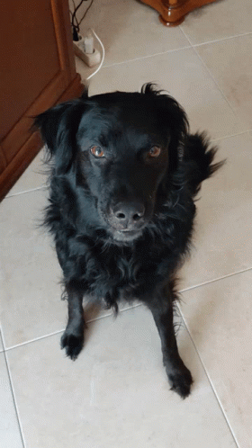 Excited Flat Coated Retriever Dog Surprise Jump GIF