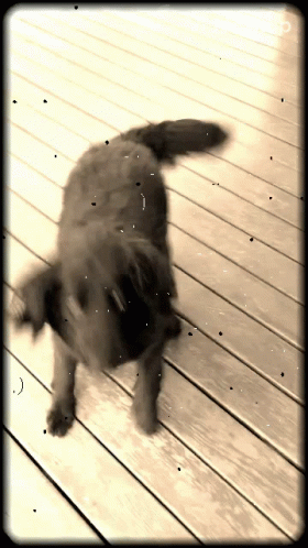 Excited Dog 280 X 498 Gif GIF