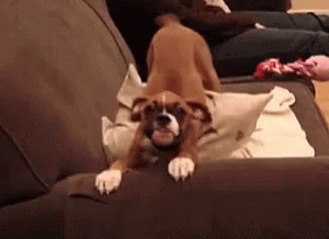 Excited Dog Shaking On Couch GIF
