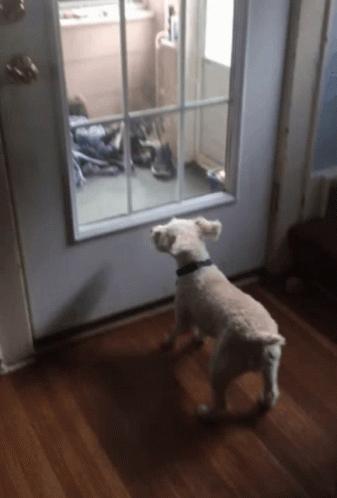 Excited Small White Dog Jumping At Door GIF