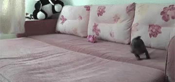 Excited Dog Puppy Running Around Bed GIF