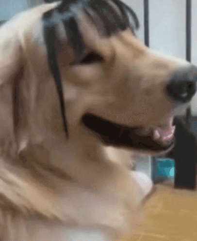 Excited Dog Golden Retriever With Bangs GIF