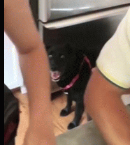 Excited Black Dog Big Eyes GIF
