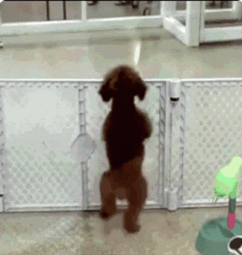 Excited Dog Brown Poodle Dancing Jump GIF