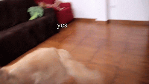 Excited Dog Golden Retriever Yes GIF