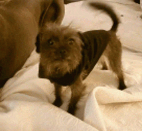Excited Dog Yorkshire Terrier In Bed GIF