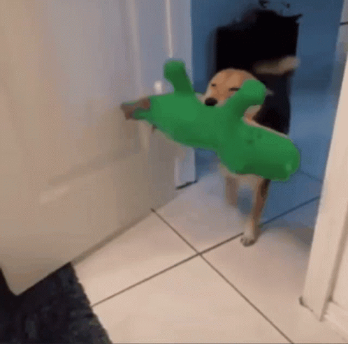 Excited Dog With Alligator Stuffed Toy GIF