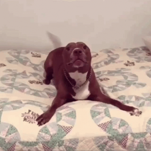Excited Dog Brown Pit Bull On Bed GIF