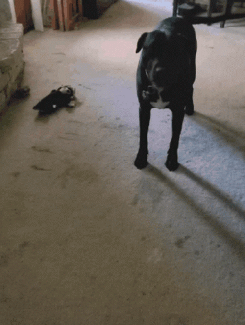 Excited Dog Black Terrier Circle GIF
