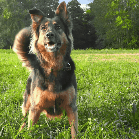 Excited Dog Bohemian Shepherd Turn GIF