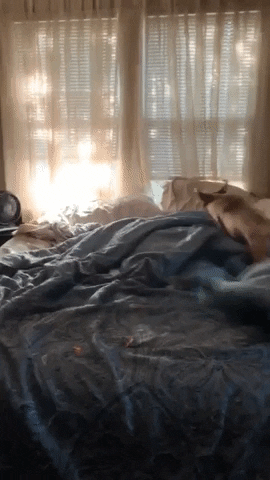 Excited Dog Chasing Tail Bed GIF