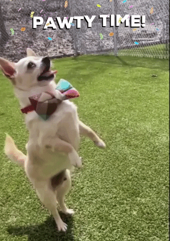 Excited Dog Chihuahua Pawty Time GIF
