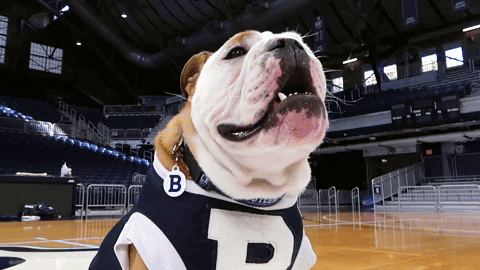 Excited Dog English Bulldog In A Court GIF
