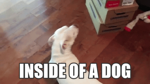 Excited Dog Inside Of A Dog GIF