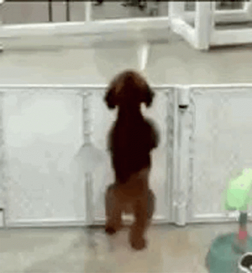 Excited Dog GIF