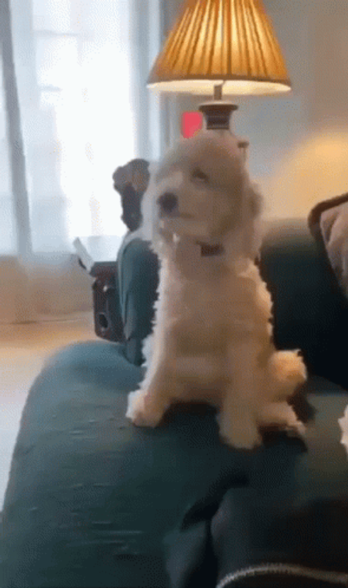 Excited Dog Maltese Front Tail GIF