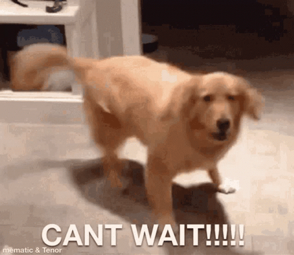 Excited Dog GIF