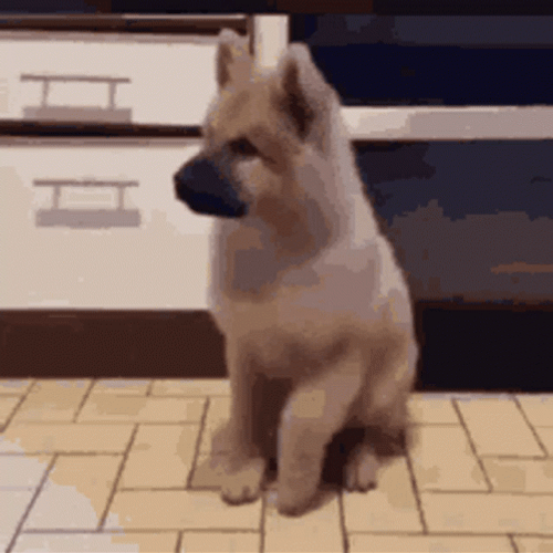 Excited Dog Puppy Tapping Paws GIF