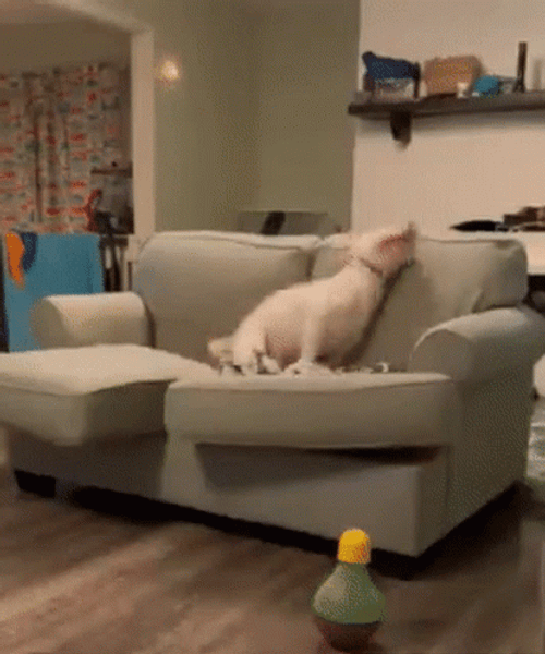 Excited Dog White Pit Bull On Couch Jumping GIF
