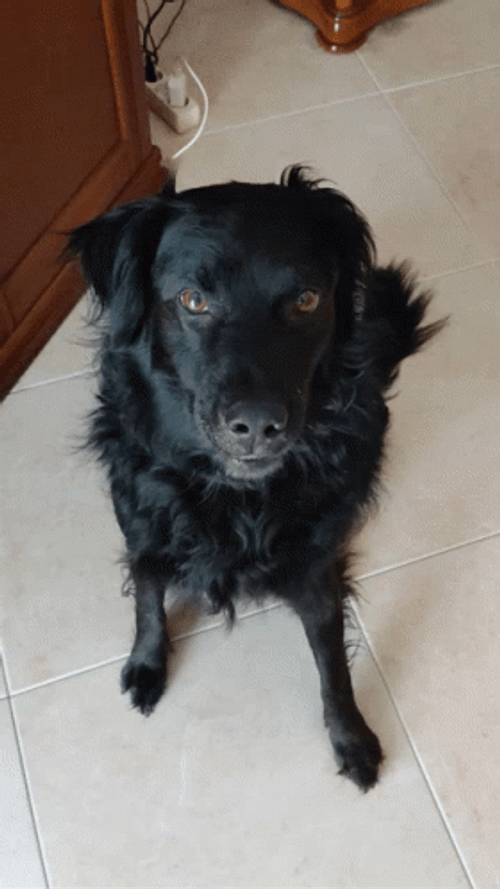 Excited Flat Coated Retriever Dog Surprise Jump GIF