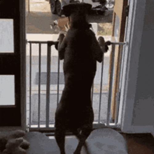 Excited Mexican Hairless Dog Wagging Hips GIF