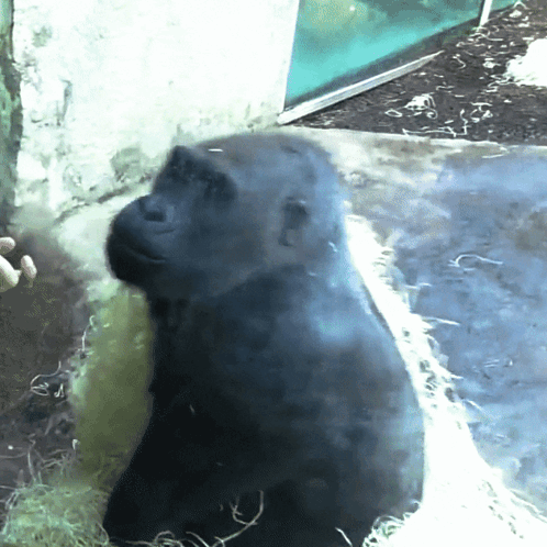 Excited Monkey Nodding Meme GIF