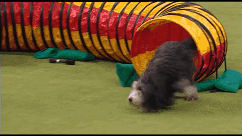 Excited Old English Dog Tackle GIF