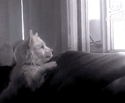 Excited White Dog Jump Off Couch GIF