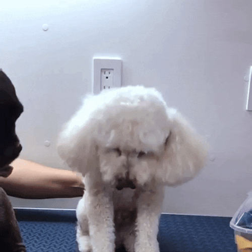 Exciting Poodle Dancing Dog GIF