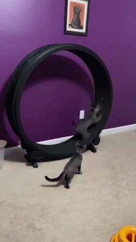Exercised Wheel Cat Running GIF