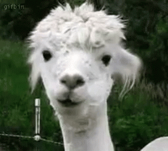 Exhausted Llama Chewing GIF
