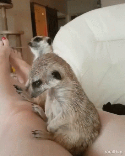 Exhausted Meerkats Doozying On Couch GIF