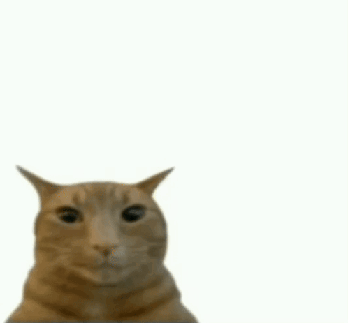 Explode Cat Cat Meme GIF