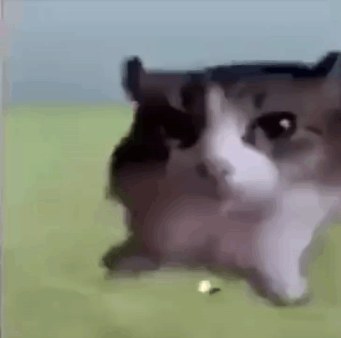 Explode Cat Explosion GIF