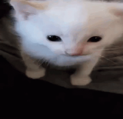 Explode Ugly Cat GIF